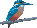 Kingfisher Cottage Header Icon